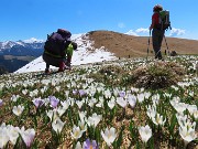 Ai Piani dell’Avaro ben fioriti di crocus – 2 maggio 2025 - FOTOGALLERY